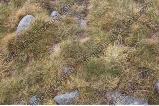 Photo Texture of Grass 0001